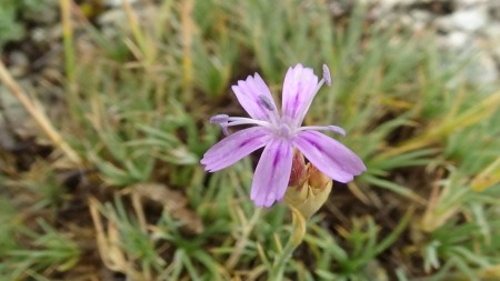 Dianthus