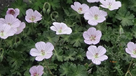 Erodium absinthoides ssp.guicciardii  M. Mali Madi