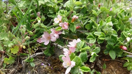 Prunus prostrata
