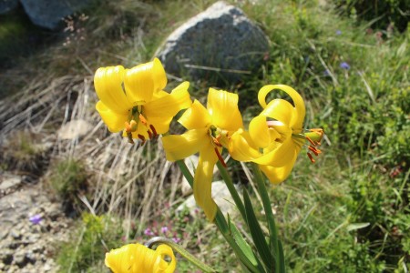 Lilium albanicum  M.Varnountas