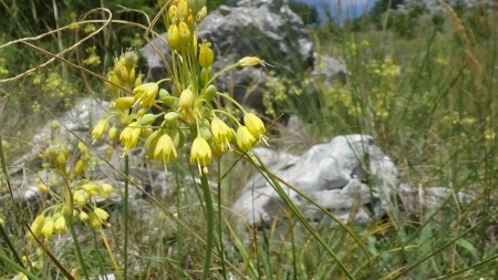 Allium flavum