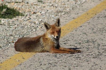 Fox